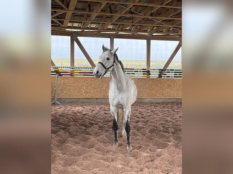 Holstein Gelding 11 years 16.2 hh Grey in ReichenbachReichenbach