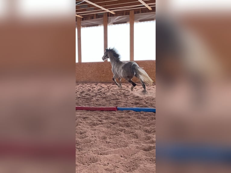 Holstein Gelding 11 years 16.2 hh Grey in ReichenbachReichenbach