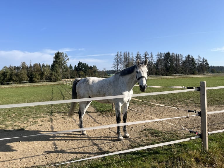 Holstein Gelding 11 years 16.2 hh Grey in ReichenbachReichenbach