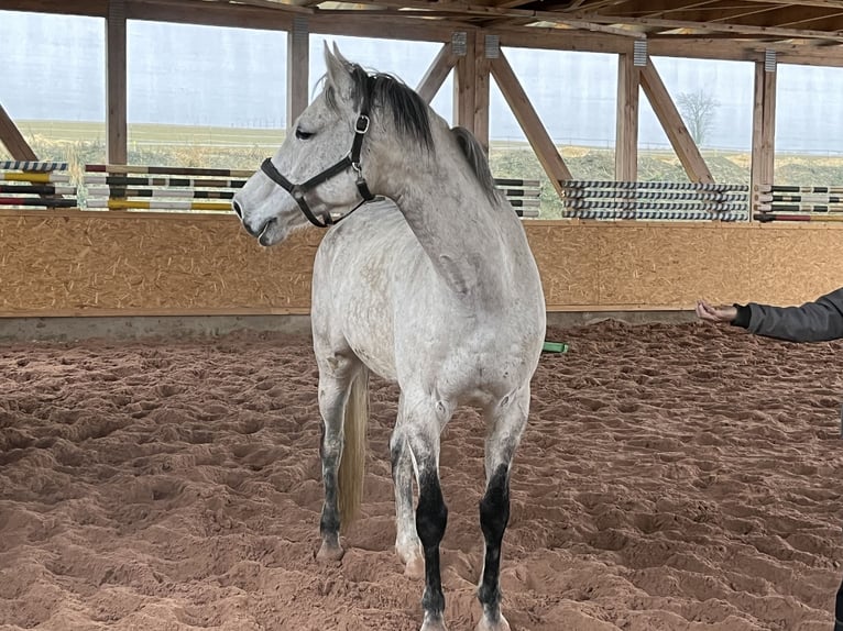 Holstein Gelding 11 years 16.2 hh Grey in ReichenbachReichenbach