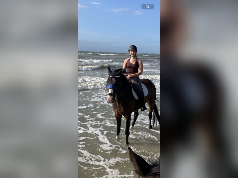 Holstein Gelding 11 years 16 hh Bay-Dark in Erftstadt