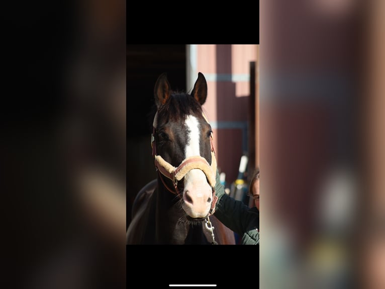 Holstein Gelding 11 years 16 hh Bay-Dark in Erftstadt