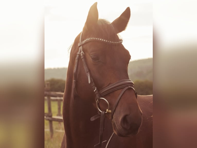 Holstein Gelding 11 years 16 hh Bay-Dark in Mössingen
