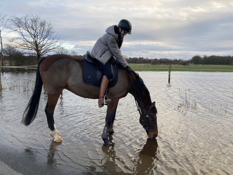 Holstein Gelding 11 years 16 hh Brown in Wedemark/ Meitze