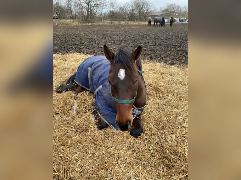 Holstein Gelding 11 years 16 hh Brown in Wedemark/ Meitze