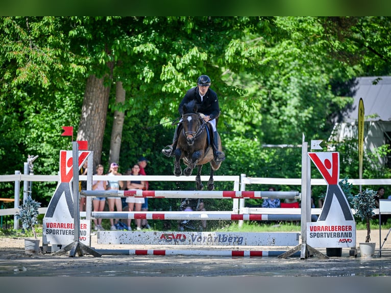 Holstein Gelding 11 years 16 hh Brown in Dielsdorf
