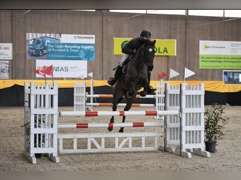 Holstein Gelding 11 years 16 hh Brown in Dielsdorf