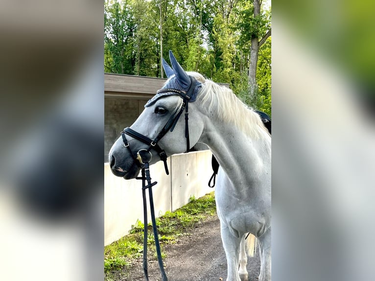 Holstein Gelding 11 years 16 hh Gray in Rödental