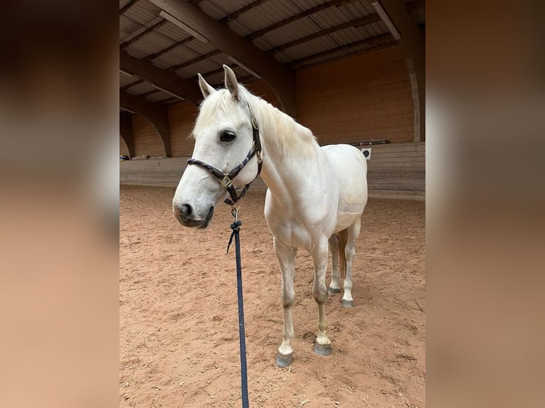 Holstein Gelding 11 years 16 hh Gray in Rödental