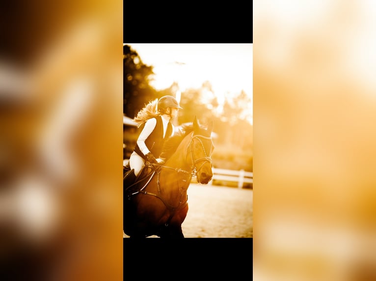 Holstein Gelding 11 years 16,1 hh Bay-Dark in Warschau