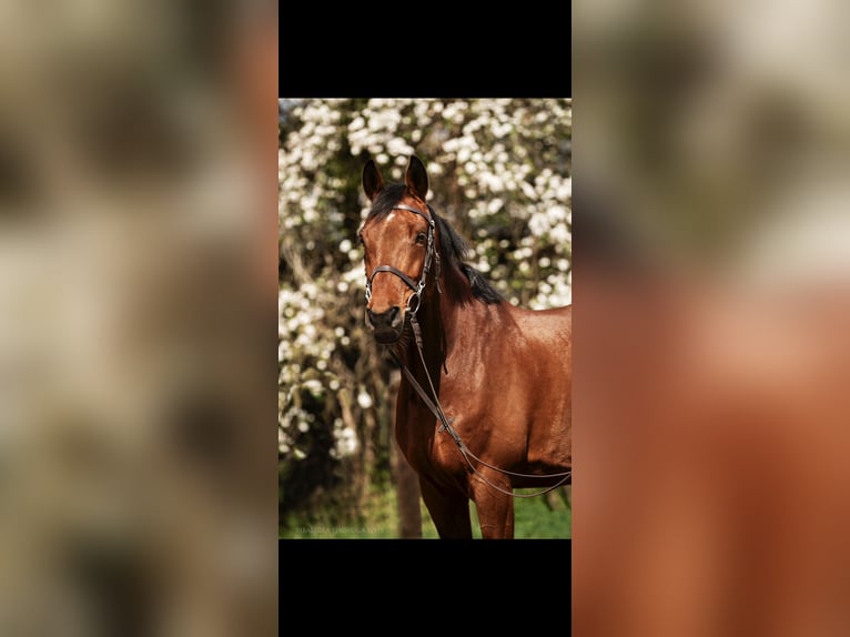 Holstein Gelding 11 years 16,1 hh Bay-Dark in Warschau