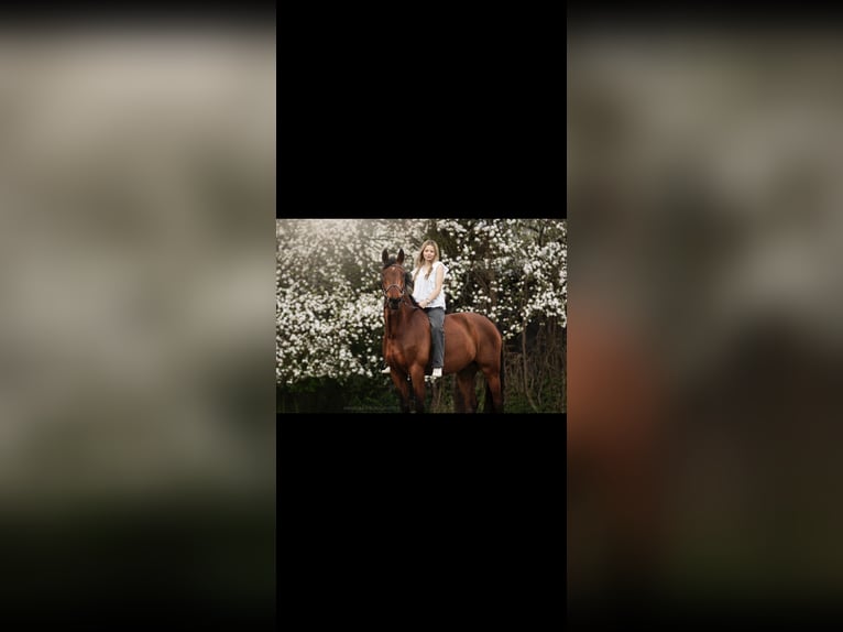 Holstein Gelding 11 years 16,1 hh Bay-Dark in Warschau