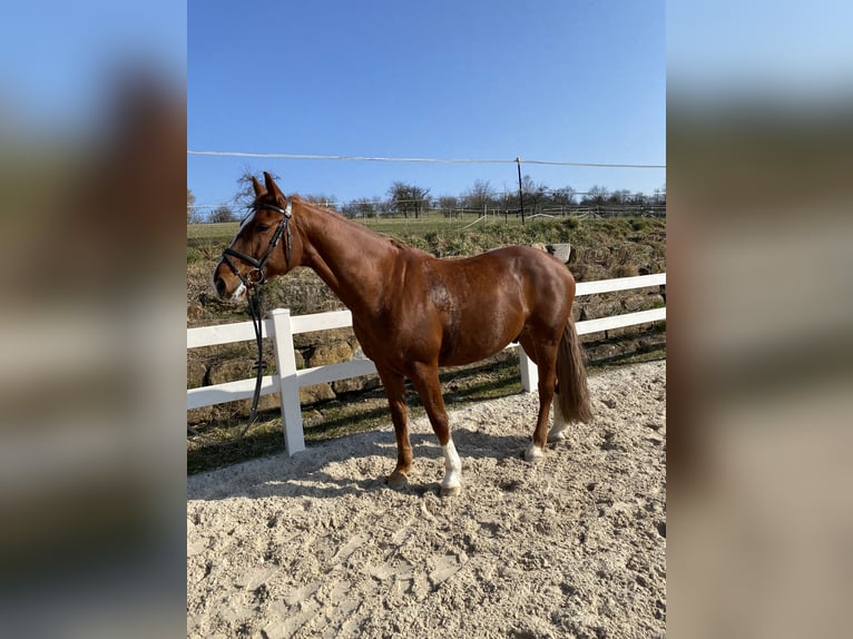 Holstein Gelding 11 years 16,1 hh Chestnut-Red in N&#xFC;rtingen