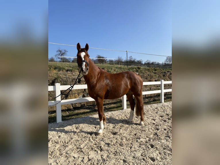 Holstein Gelding 11 years 16,1 hh Chestnut-Red in N&#xFC;rtingen