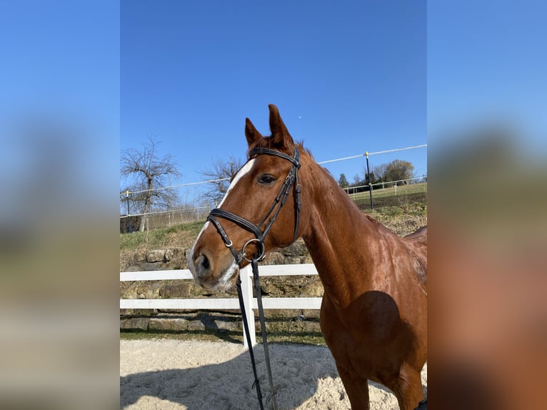 Holstein Gelding 11 years 16,1 hh Chestnut-Red in N&#xFC;rtingen