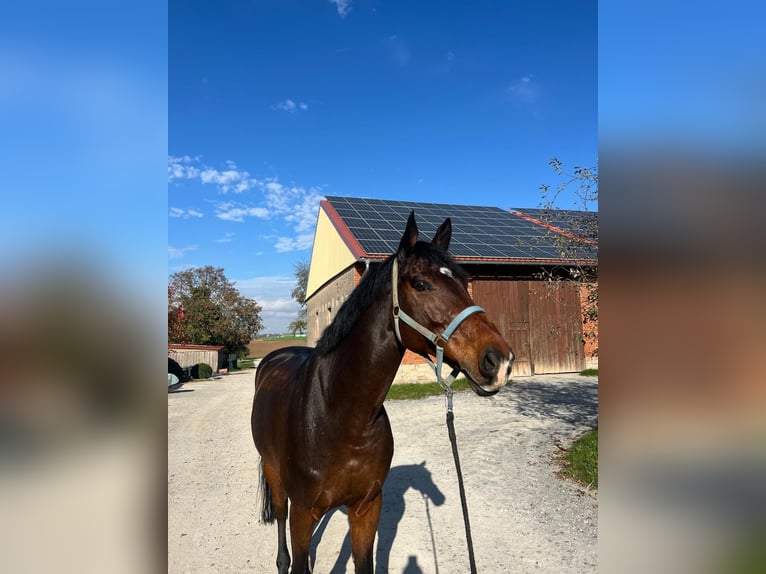 Holstein Gelding 11 years 16,1 hh in Giebelstadt