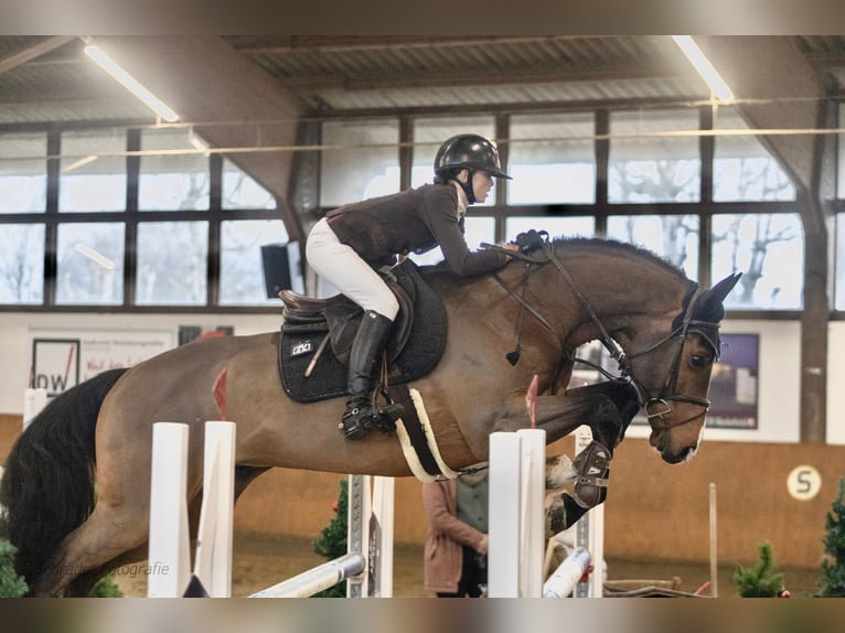 Holstein Gelding 11 years 16,2 hh Brown in Bissendorf