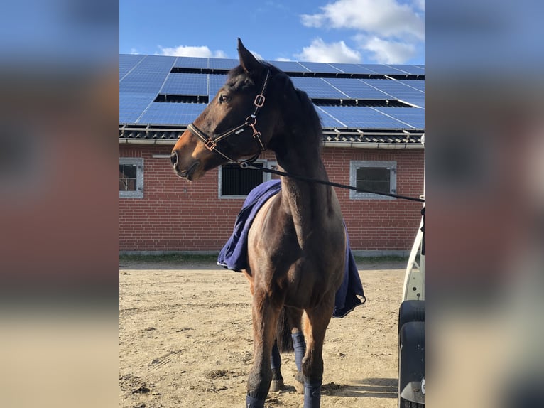 Holstein Gelding 11 years 16,2 hh Brown in Horstedt