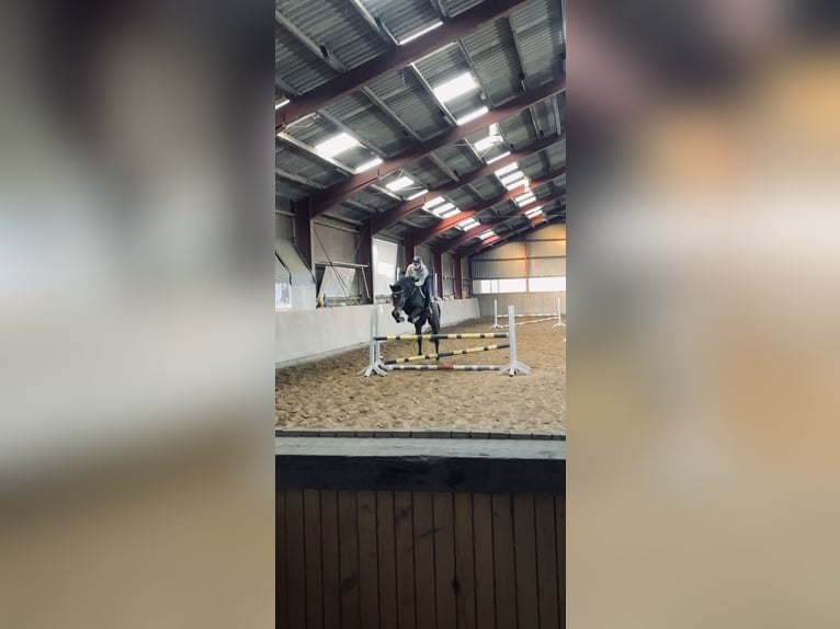 Holstein Gelding 11 years 16,2 hh Brown in Horstedt