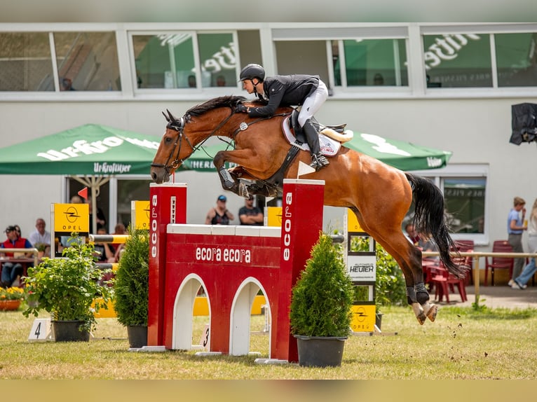 Holstein Gelding 11 years 16,2 hh Brown in Kitzscher