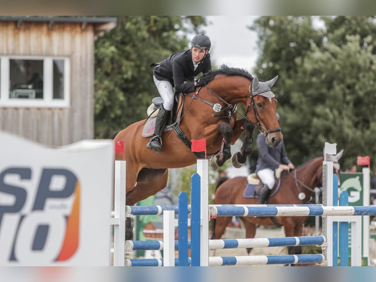 Holstein Gelding 11 years 16,2 hh Brown in Kitzscher