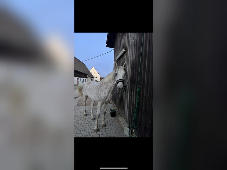 Holstein Gelding 11 years 16,2 hh Gray in Forchheim
