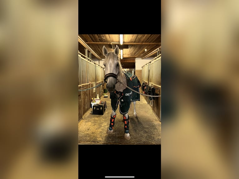 Holstein Gelding 11 years 16,2 hh Gray in Forchheim