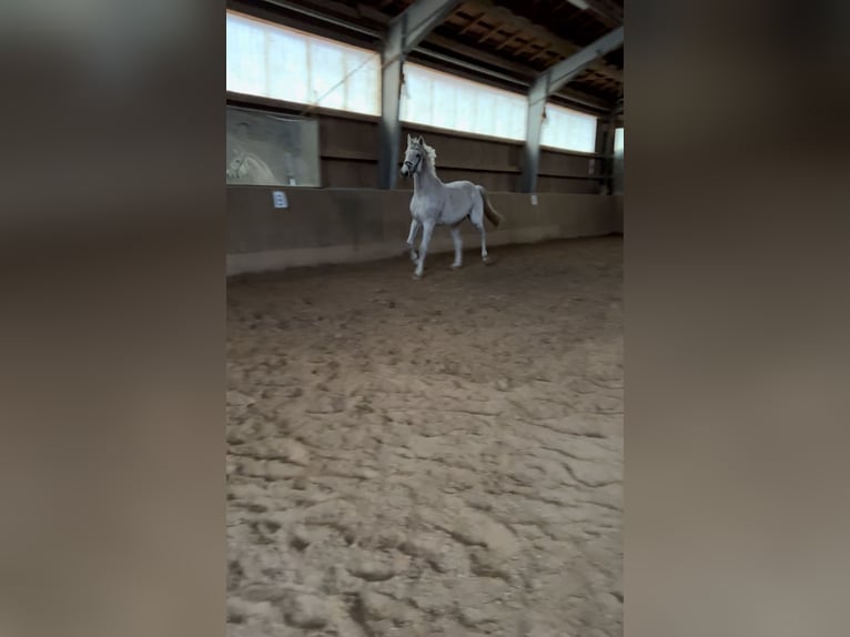 Holstein Gelding 11 years 16,2 hh Gray in Forchheim