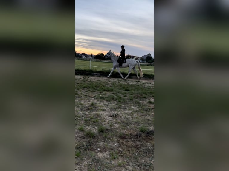 Holstein Gelding 11 years 16,2 hh Gray in Forchheim