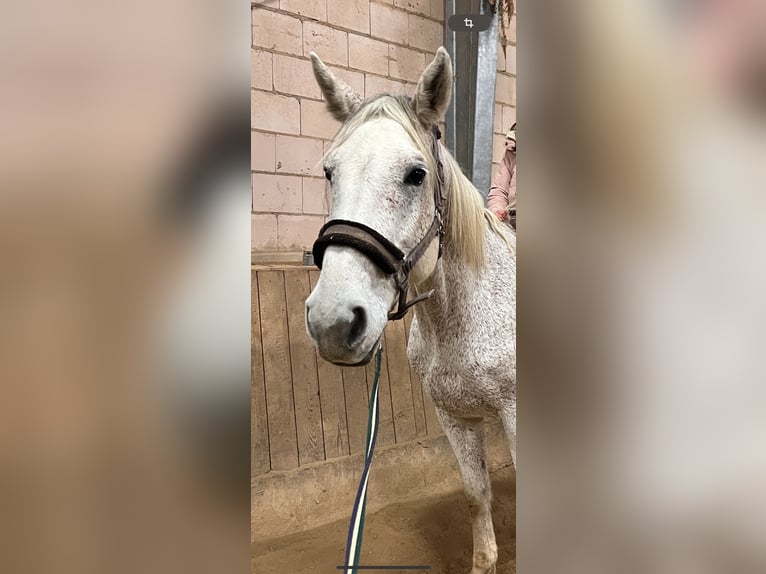 Holstein Gelding 11 years 16,2 hh Gray in Forchheim