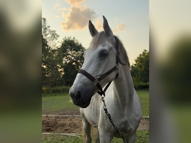 Holstein Gelding 11 years 16,2 hh Grey in Weferlingen