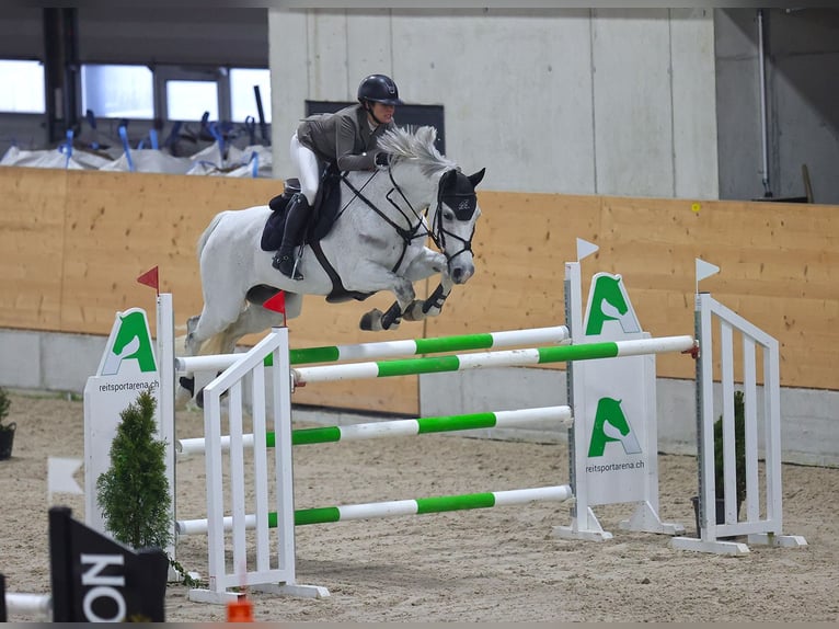 Holstein Gelding 11 years 16,2 hh Grey in Winkel