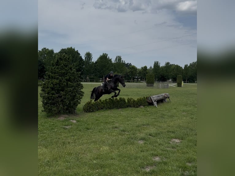 Holstein Gelding 11 years 16,2 hh Smoky-Black in Sande Mariensiel