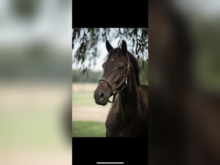 Holstein Gelding 11 years 16,2 hh Smoky-Black in Sande Mariensiel
