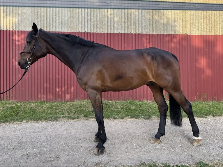Holstein Gelding 11 years 16,3 hh Bay in Maribor