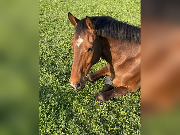 Holstein Gelding 11 years 16,3 hh Brown in Fribourg