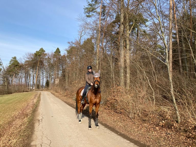 Holstein Gelding 11 years 17,1 hh Brown in Renningen