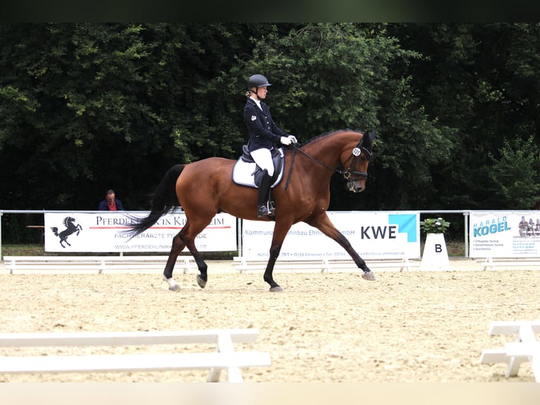 Holstein Gelding 11 years 17,1 hh Brown in Renningen