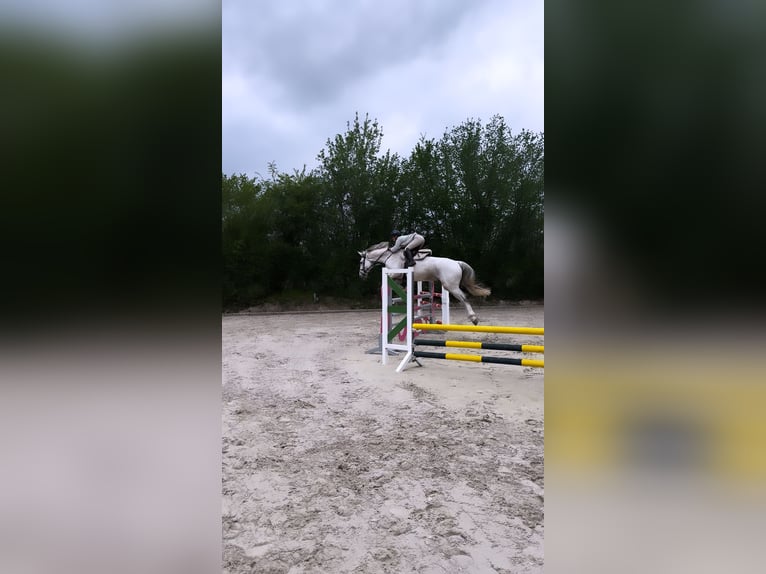 Holstein Gelding 11 years 17,1 hh Gray in Lübeck