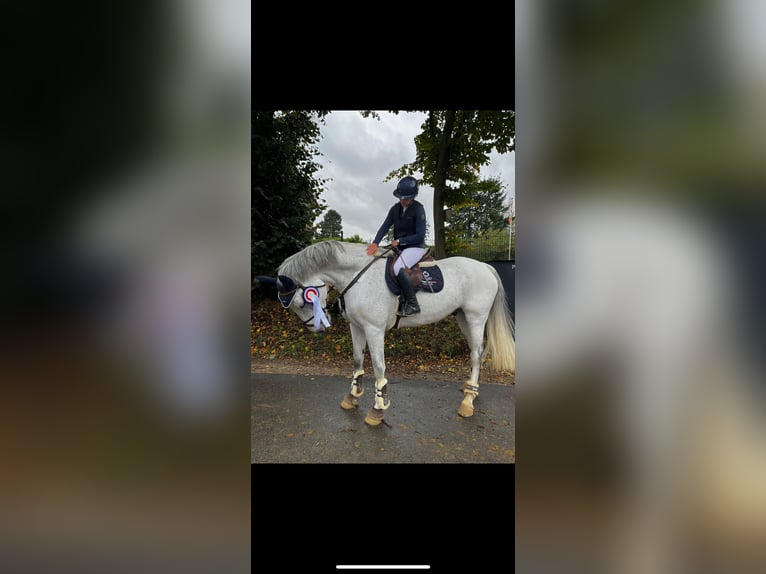 Holstein Gelding 11 years 17,1 hh Gray in Lübeck