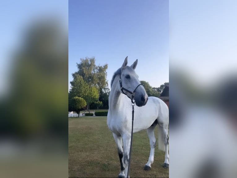 Holstein Gelding 11 years 17,1 hh Gray in Lübeck