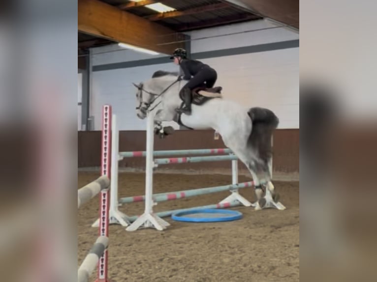Holstein Gelding 11 years 17.2 hh Grey in Norderstedt