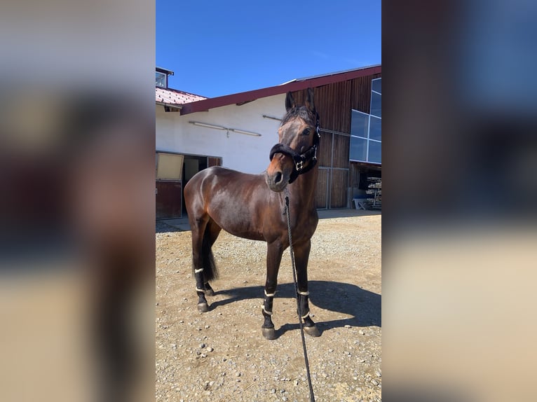 Holstein Gelding 11 years 17 hh Bay-Dark in Friedrichshafen Holstein Gelding 11 years 17 hh Bay-Dark in Friedrichshafen