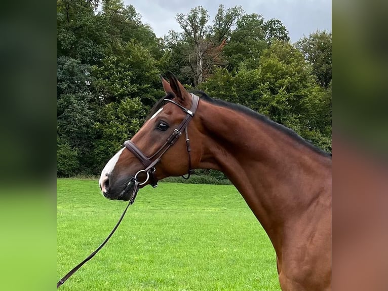 Holstein Gelding 11 years 17 hh Brown in MagstadtMagstadt