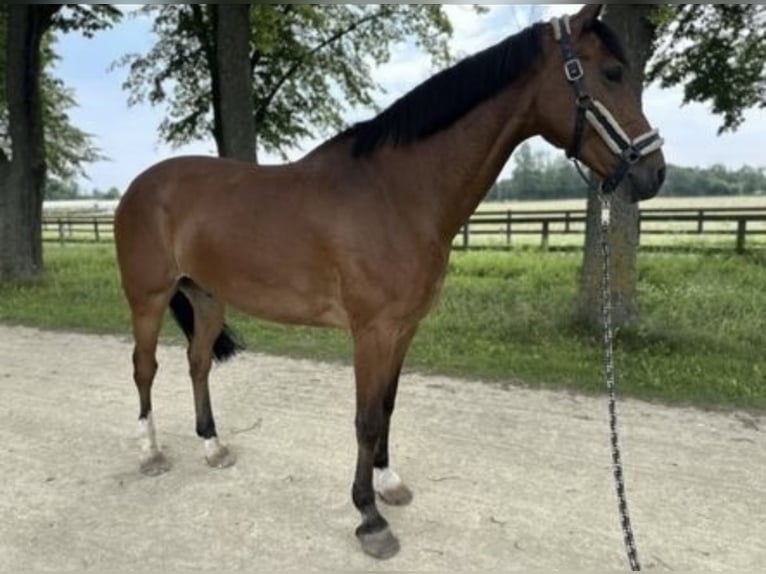 Holstein Gelding 11 years 17 hh Brown-Light in Neustadt/Dosse