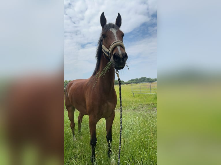 Holstein Gelding 11 years 17 hh Brown-Light in Neustadt/Dosse