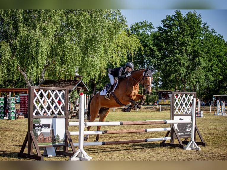 Holstein Gelding 11 years 17 hh Brown-Light in Neustadt/Dosse