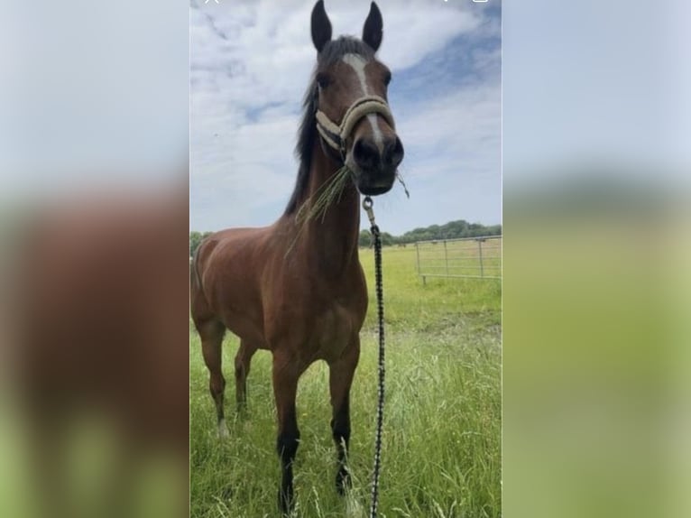 Holstein Gelding 11 years 17 hh Brown-Light in Neustadt/Dosse