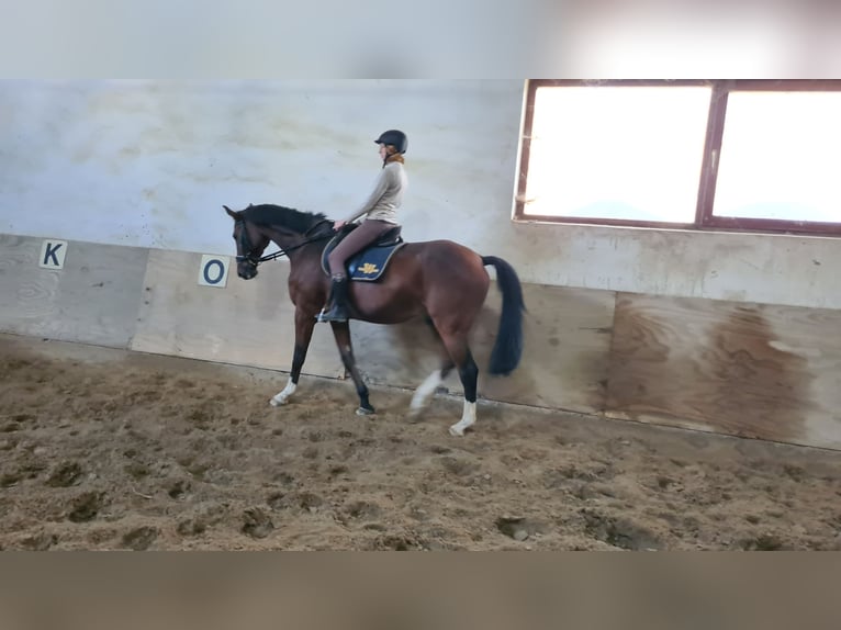 Holstein Gelding 11 years 17 hh Brown in Neuburg an der Donau