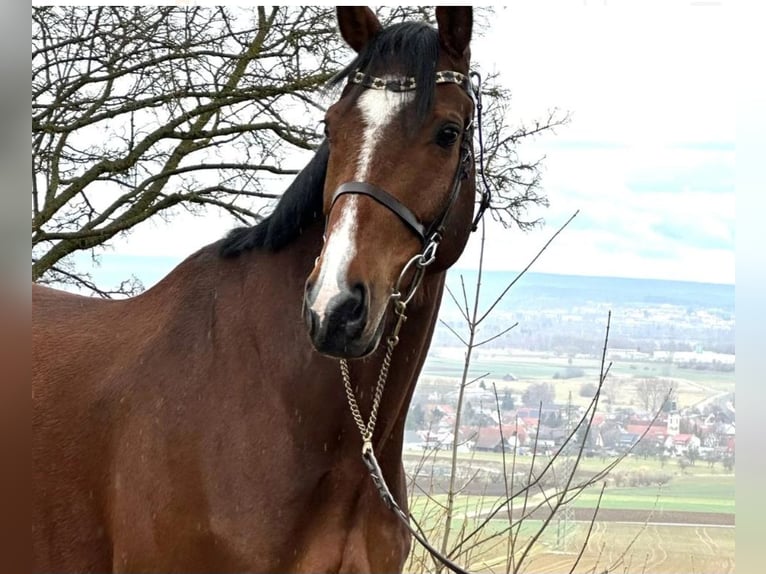 Holstein Gelding 11 years 17 hh Brown in Jena
